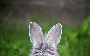 Image result for Cute Rabbit Ears