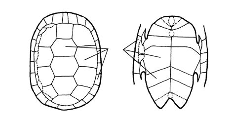 Image result for Turtle Shell Diagram
