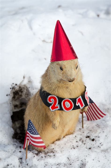 Media Advisory: UB Geology’s favorite groundhog to check for his shadow ...