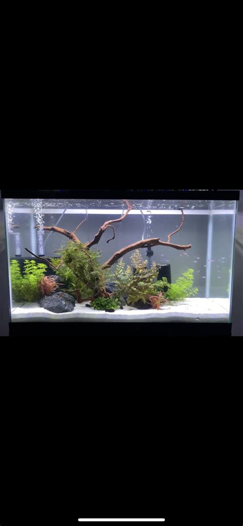 My 29 Gallon : Aquariums