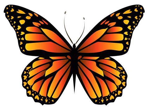 butterfly drawing orange