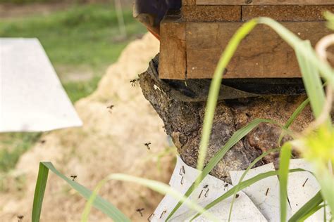 Carpenter Bee Control in Monmoth County | Agile Pest