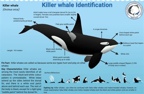 Image result for Dolphin Partner Optimization Algorithm