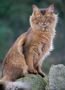 cat breed top 10 most friendliest cat breeds cat breed top 10 most friendliest cat breeds