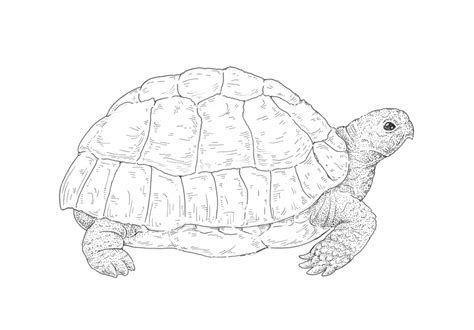 Image result for Box Turtle Shell Drawing
