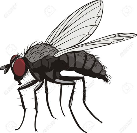 Fly insect clipart 19 free Cliparts | Download images on Clipground 2025