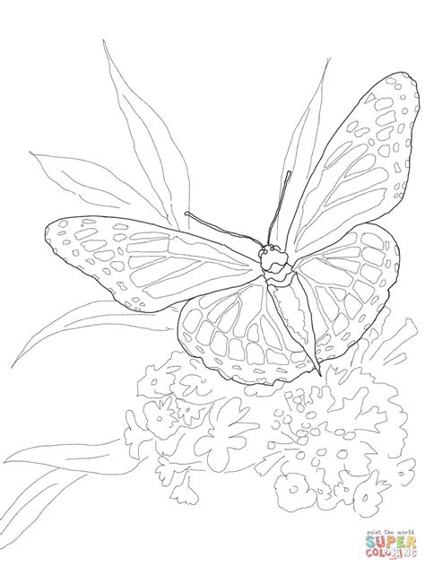 Monarch Butterfly Life Cycle Chart Sketch Coloring Page