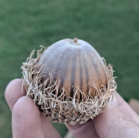5x Natural Bur Oak Acorns quercus Macrocarpa - Etsy