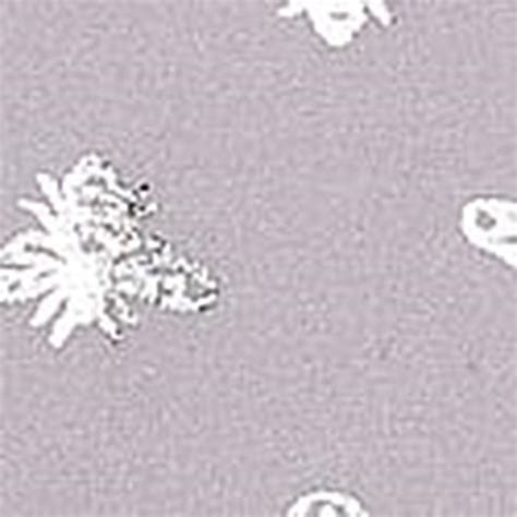 Thongs: Buy Thongs For Women Online at Best Price | Victoria's Secret India