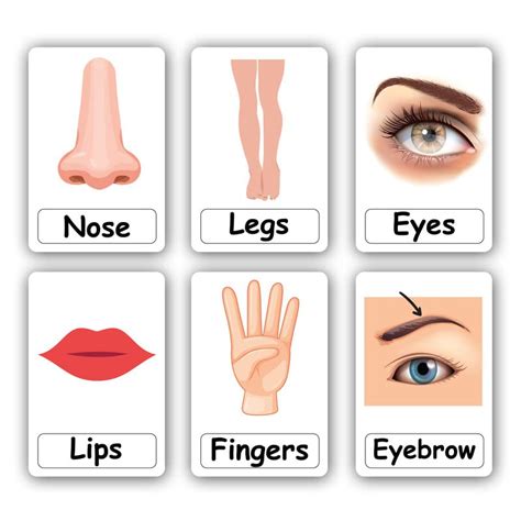 Buy Body Parts Flash Cards for Kids Early Learning | Easy & Fun Way of ...