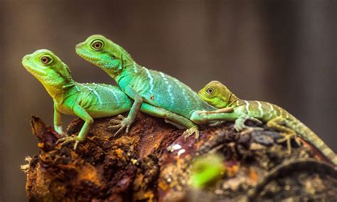 How Do Lizards Mate? - A-Z Animals
