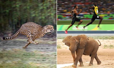 Four Legged Animals Running