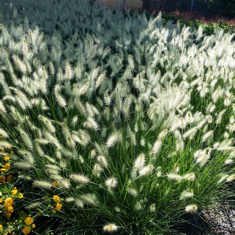 Dwarf Fountain Grass