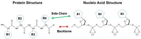 Differences and Similarities in Protein and Nucleic Acid Structures and ...
