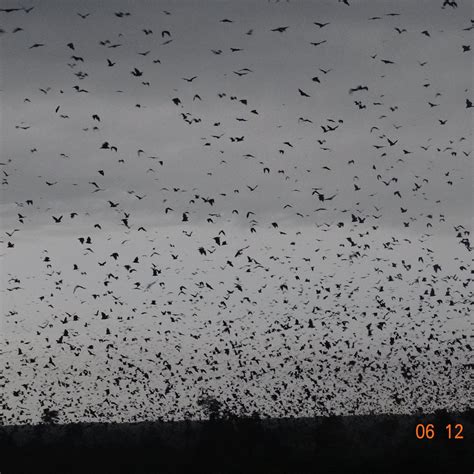 LUWOMBWA LODGE (Kasanka National Park) - Lodge Reviews & Photos ...