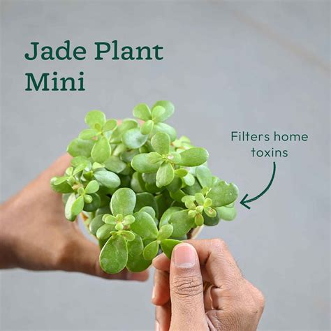 Set of 4 Indoor Aesthetic Plant Bundle for Home – Ugaoo