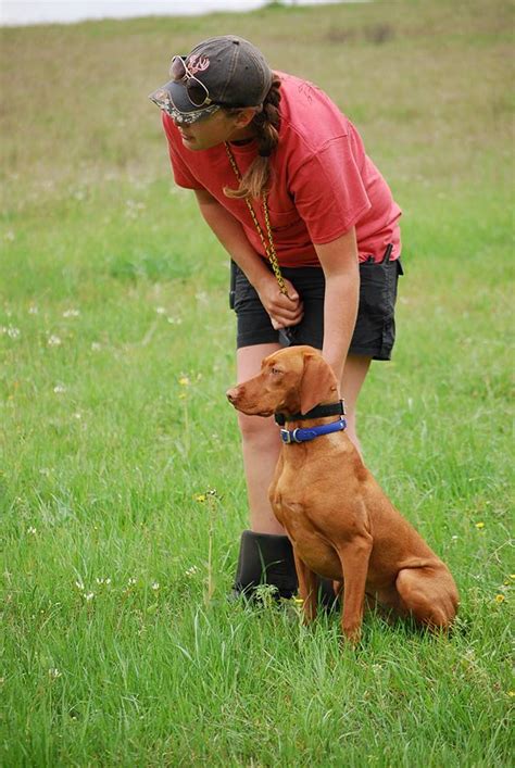 Image result for Training Retrieving Dogs