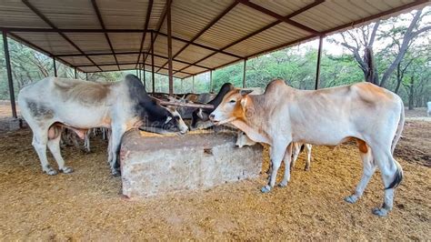 Cow Fodder 的图像结果