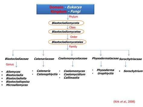 Systemic classification of zygomycota and blastocladomycota | PPTX