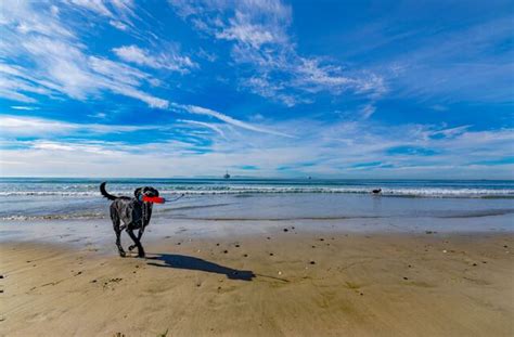 The 32 Best Dog-Friendly Beaches in the U.S.