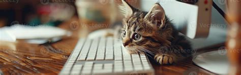 Cat Using Computer 的图像结果