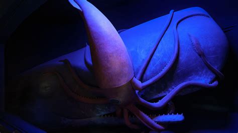 Colossal Squid Tentacles