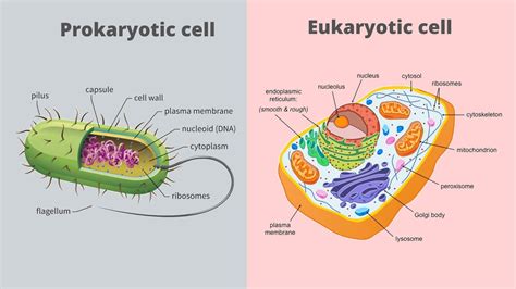 Prokaryotic And Eukaryotic Cell Structure