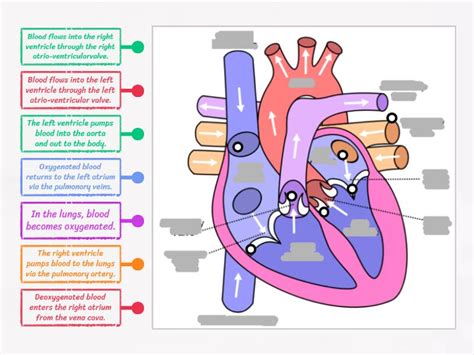 Rezultat imagine pentru Blood Flow Process