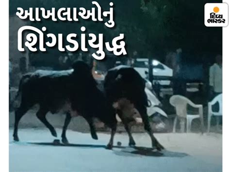 Fighting broke out between two bulls near Pareva Circle in Patan city ...