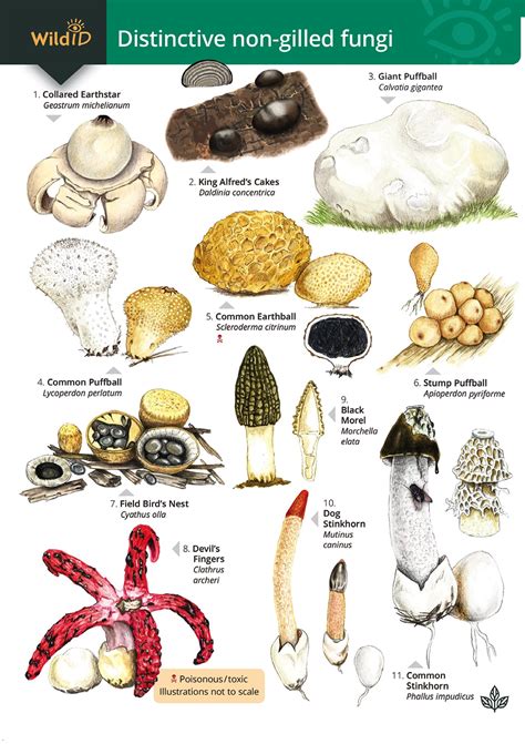Examples Of Fungi How Two New Fungus Species Got Named After The