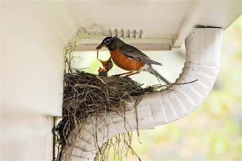How to Stop Birds Nesting Effectively