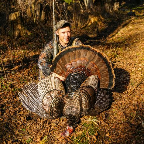 Turkey Hunting Tips 的图像结果