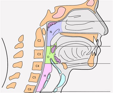 Anatomy Of The Pharynx Diagram