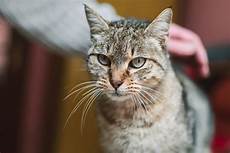 cat hair 6 reasons for hair loss in cats catster cat hair 6 reasons for hair loss in cats catster