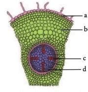 12.Observe the diagram given below. a,b,c,d Label the parts a,b,c Write ...