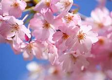 significato fiore di ciliegio fiori di ciliegio significato simbologia e linguaggio significato fiore di ciliegio fiori di ciliegio significato simbologia e linguaggio