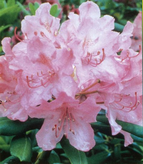 Rhododendron ‘Roseum Elegans’ | J.C. Bakker & Sons Ltd.