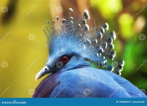 Victoria Crowned Pigeon (Goura Victoria) Stock Photo - Image of blue, victoria: 70400024
