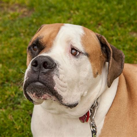 Valley Bulldog Mixed Dog Breed Pictures, Characteristics, & Facts