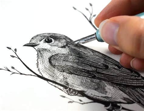 The Beginner's Guide to Crosshatching | Line art drawings, Crosshatch ...