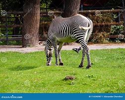 Image result for Black and White Zebra Photo