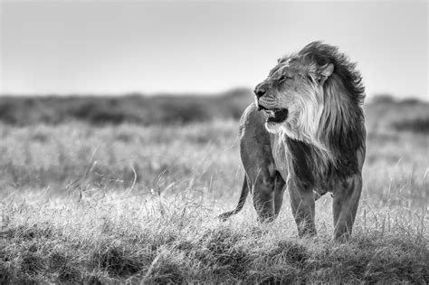 Black And White Pictures Of Lions