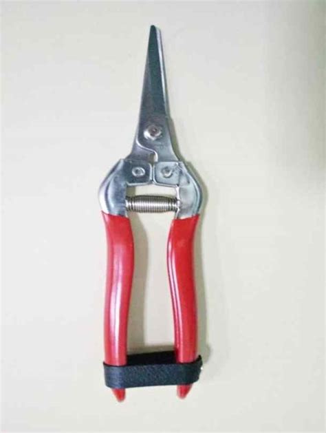 Best Online Plant Shop in Dubai | Plant Shop UAE | Plant Shop Abudhabi