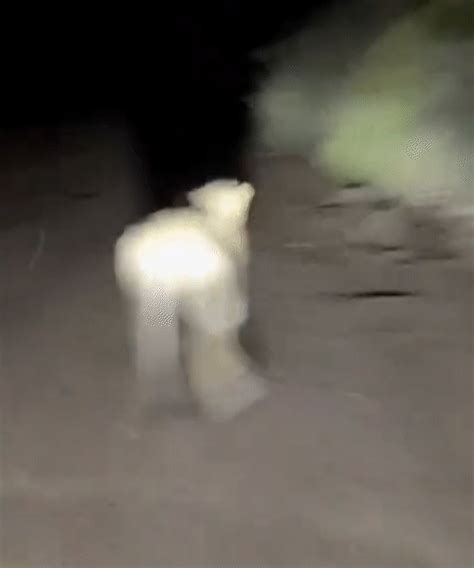 Lion Cruelty Video Viral; Gir Kings Safety Questioned | Amreli