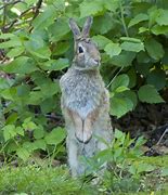 Image result for Sleeping Rabbit