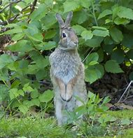 Image result for Baby Rabbit Pix