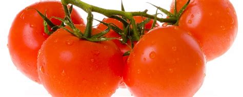 番茄种子育苗方法全过程 - 花百科
