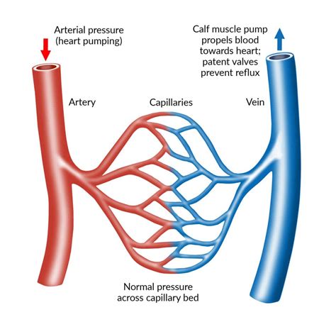 Valves In Veins Work at Wilfred Mccarty blog