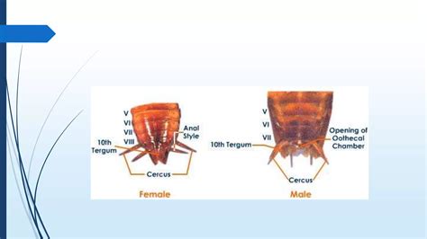 Image result for Cockroach Chapter Video Struture