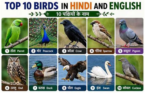 200+ Birds Name in Hindi and English (A–Z List with Pictures for Kids ...